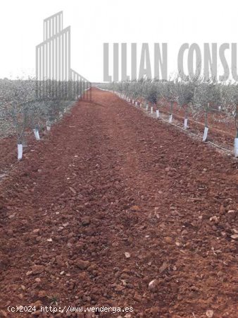 SE VENDE FINCA CARMONA OLIVAR SUPER INTENSIVO - La Campiña