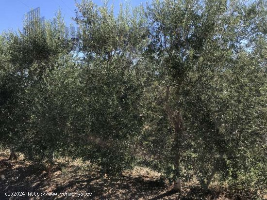 SE VENDE FINCA DE OLIVAR SUPERINTENSIVO, DIECINUEVE HECTAREAS EN CARMONA. - La Campiña