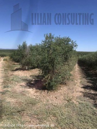 SE VENDE FINCA DE OLIVAR SUPERINTENSIVO, DIECINUEVE HECTAREAS EN CARMONA. - La Campiña