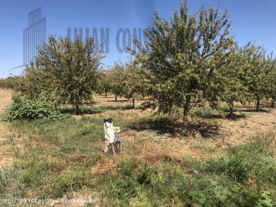 SE VENDE FINCA DE OLIVAR SUPERINTENSIVO, DIECINUEVE HECTAREAS EN CARMONA. - La Campiña