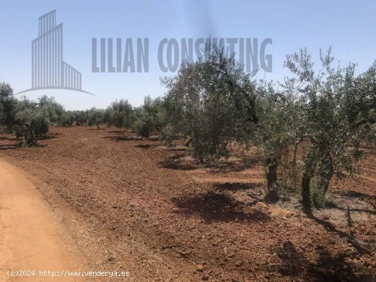  SE VENDE FINCA DE OCHO HECTAREAS DE OLIVAR DE SECANO. POZO EN CARMONA SEVILLA - La Campiña 