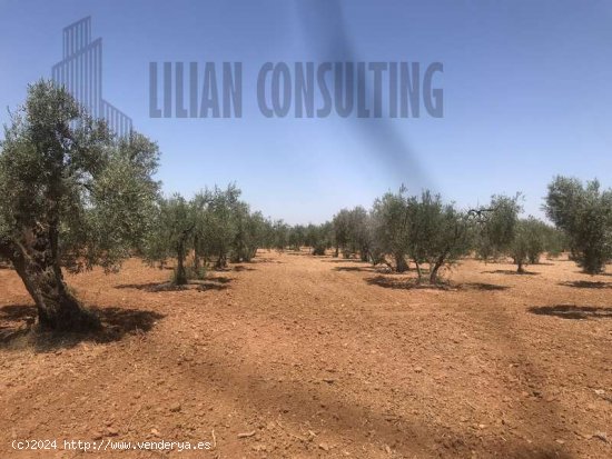 SE VENDE FINCA DE OCHO HECTAREAS DE OLIVAR DE SECANO. POZO EN CARMONA SEVILLA - La Campiña