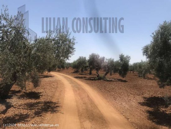 SE VENDE FINCA DE OCHO HECTAREAS DE OLIVAR DE SECANO. POZO EN CARMONA SEVILLA - La Campiña