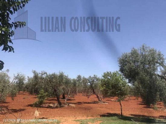 SE VENDE FINCA DE OCHO HECTAREAS DE OLIVAR DE SECANO. POZO EN CARMONA SEVILLA - La Campiña