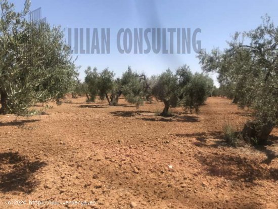 SE VENDE FINCA DE OCHO HECTAREAS DE OLIVAR DE SECANO. POZO EN CARMONA SEVILLA - La Campiña