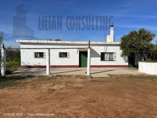  SE VENDE FINCA DE UNA HECTAREA EN CARMONA CON VIVIENDA Y POZO. - La Campiña 