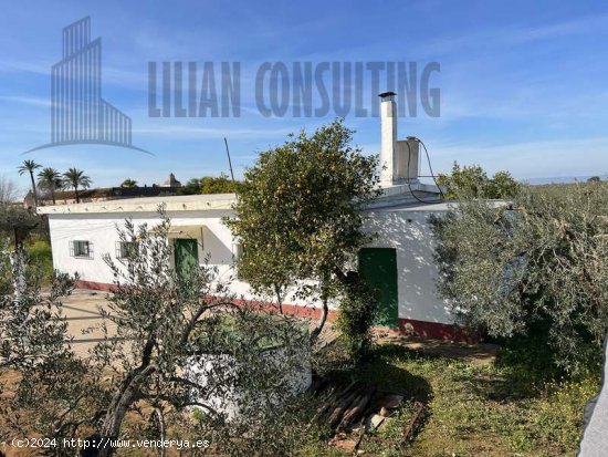 SE VENDE FINCA DE UNA HECTAREA EN CARMONA CON VIVIENDA Y POZO. - La Campiña