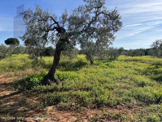 SE VENDE FINCA DE UNA HECTAREA EN CARMONA CON VIVIENDA Y POZO. - La Campiña