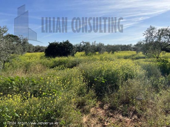 SE VENDE FINCA DE UNA HECTAREA EN CARMONA CON VIVIENDA Y POZO. - La Campiña