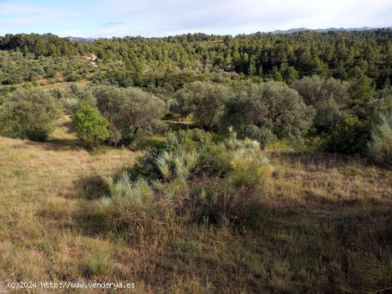 OPORTUNIDAD FINCA AGRICOLA DE 2 HAS EN VINEBRE - TARRAGONA