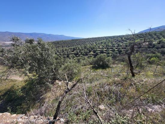 SE VENDE TERRENO CON ALMACEN Y OLIVOS EN ABRUCENA - ALMERIA