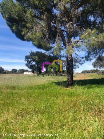  MARAVILLOSA PARCELA EN EL MANANTÍO!! - BADAJOZ 