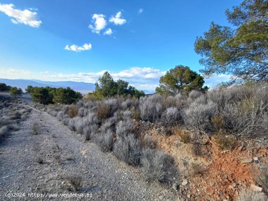 Finca de Monte de 46 Héctareas. - MURCIA