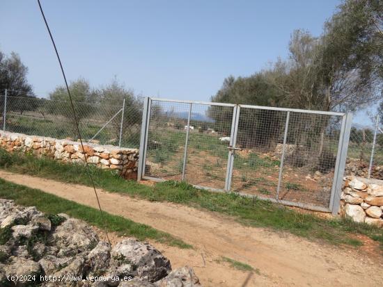 Finca rústica edificable entre Sineu y LLubí - BALEARES