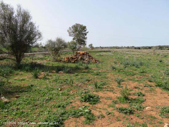 Finca rústica edificable entre Sineu y LLubí - BALEARES