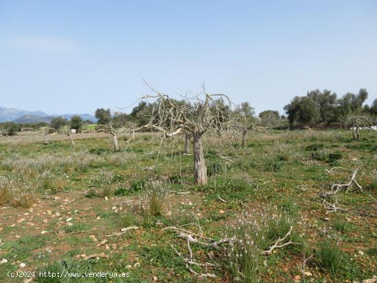 Finca rústica edificable entre Sineu y LLubí - BALEARES