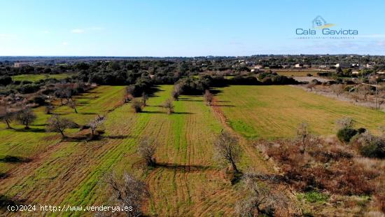  Terreno rústico muy cerca de Ses Salines - BALEARES 