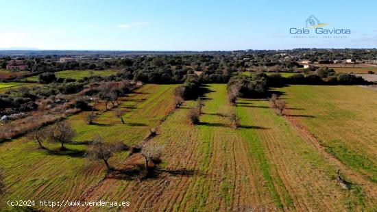 Terreno rústico muy cerca de Ses Salines - BALEARES