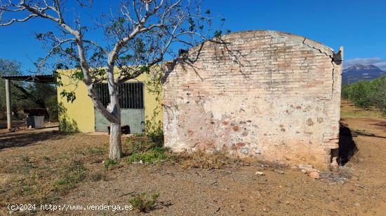 Finca de olivos - TARRAGONA