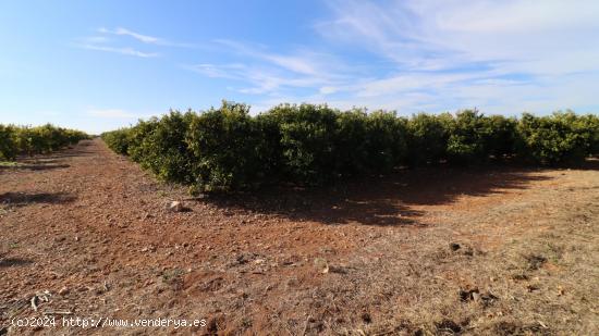  Finca rústica de Clemenules - CASTELLON 