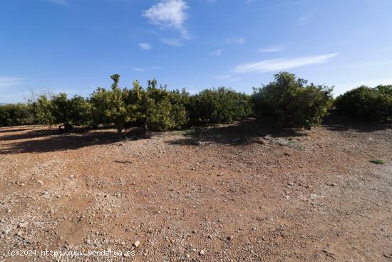 Finca rústica de Clemenules - CASTELLON