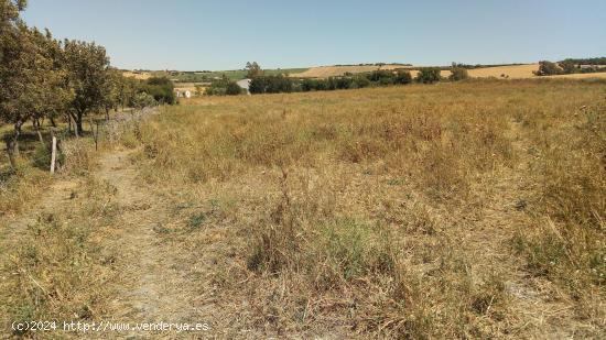 El Fain, Monarda y Hoyos del Boyero - CADIZ