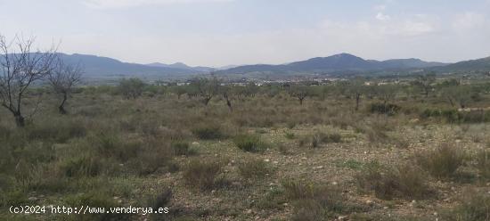  Finca rústica en Salinas - ALICANTE 