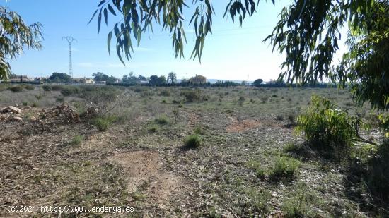 Finca rústica en Elche - ALICANTE