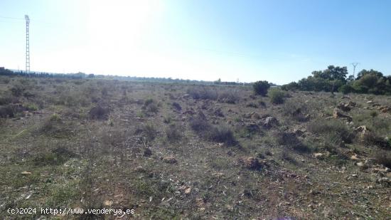 Finca rústica en Elche - ALICANTE