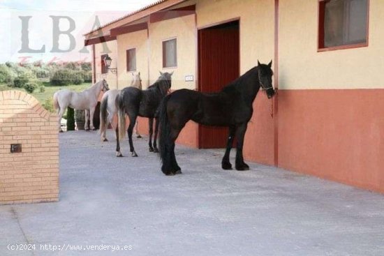 Centro ecuestre. - Bailén