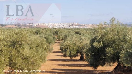  SE VENDE FINCA DE OLIVAS CENTENARIAS. - Bailén 