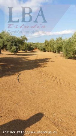 SE VENDE FINCA DE OLIVAS CENTENARIAS. - Bailén