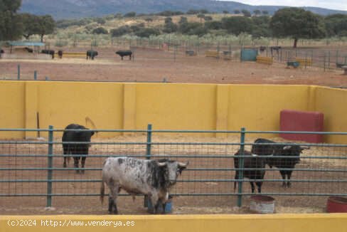 SE VENDE OPORTUNIDAD PRECIOSA FINCA GANADERA Y RECREO EN VENTA EN CACERES - Torrejón el Rubio