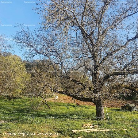 SE VENDE FINCA RÚSTICA Y TERRENO URBANIZABLE EN VENTA EN GALAROZA (HUELVA) ESPAÑA. - Galar