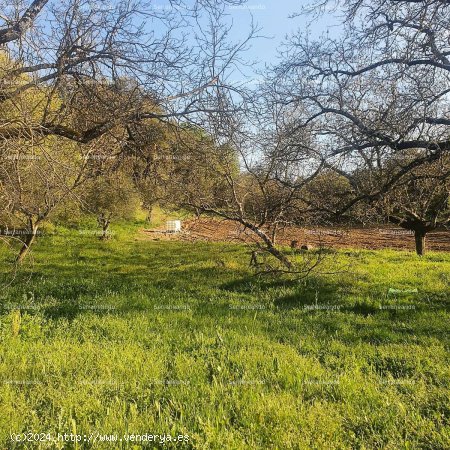 SE VENDE FINCA RÚSTICA Y TERRENO URBANIZABLE EN VENTA EN GALAROZA (HUELVA) ESPAÑA. - Galar