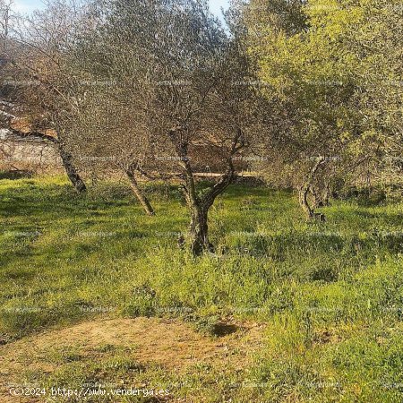 SE VENDE FINCA RÚSTICA Y TERRENO URBANIZABLE EN VENTA EN GALAROZA (HUELVA) ESPAÑA. - Galar