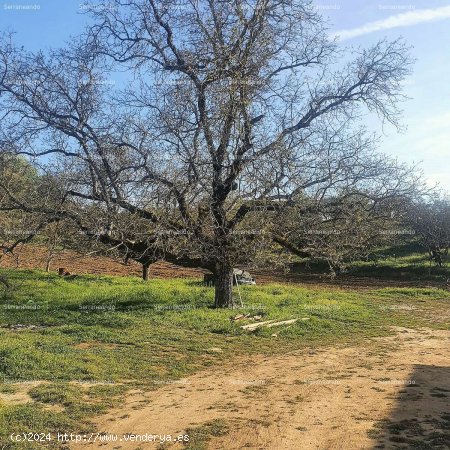 SE VENDE FINCA RÚSTICA Y TERRENO URBANIZABLE EN VENTA EN GALAROZA (HUELVA) ESPAÑA. - Galar