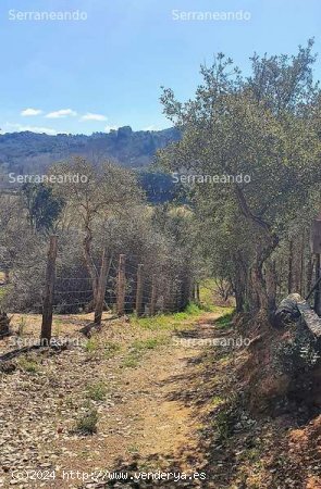 SE VENDE FINCA RÚSTICA EN VENTA EN GALAROZA (HUELVA) ESPAÑA. - Galaroza