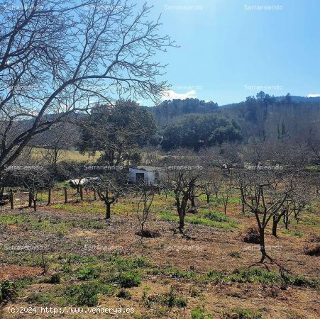 SE VENDE FINCA RÚSTICA EN VENTA EN GALAROZA (HUELVA) ESPAÑA. - Galaroza