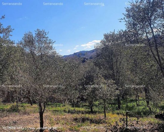 SE VENDE FINCA RÚSTICA EN VENTA EN GALAROZA (HUELVA) ESPAÑA. - Galaroza