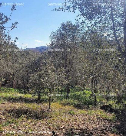 SE VENDE FINCA RÚSTICA EN VENTA EN GALAROZA (HUELVA) ESPAÑA. - Galaroza