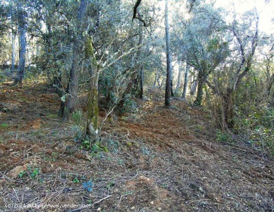 SE VENDE FINCA RÚSTICA EN VENTA EN SANTA ANA LA REAL (HUELVA) ESPAÑA. - Santa Ana la Real