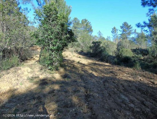 SE VENDE FINCA RÚSTICA EN VENTA EN SANTA ANA LA REAL (HUELVA) ESPAÑA. - Santa Ana la Real