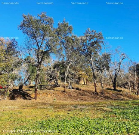 SE VENDE FINCA RÚSTICA EN VENTA EN GALAROZA (HUELVA) ESPAÑA. - Galaroza