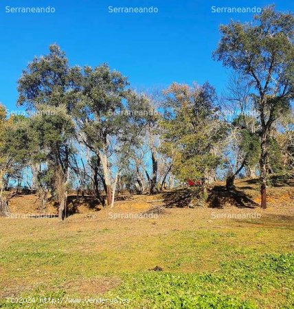 SE VENDE FINCA RÚSTICA EN VENTA EN GALAROZA (HUELVA) ESPAÑA. - Galaroza