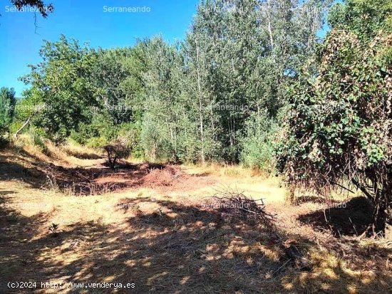 SE VENDE FINCA RÚSTICA EN VENTA EN LA NAVA (HUELVA) ESPAÑA. - Nava (La)