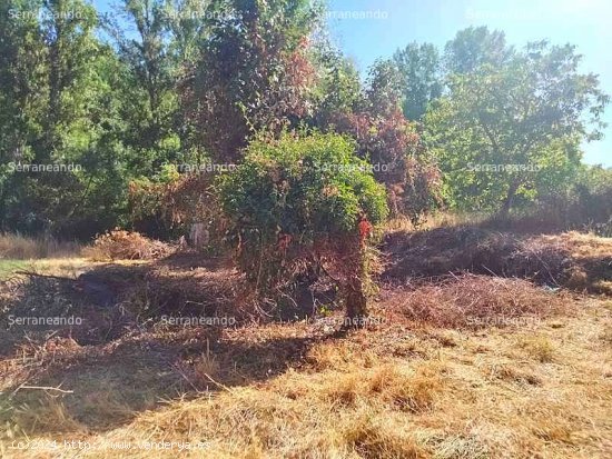 SE VENDE FINCA RÚSTICA EN VENTA EN LA NAVA (HUELVA) ESPAÑA. - Nava (La)