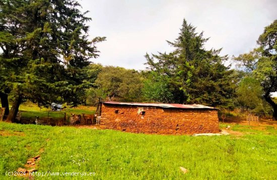 SE VENDE FINCA RÚSTICA EN VENTA EN LAS CEFIÑAS (AROCHE) ESPAÑA. - Aroche