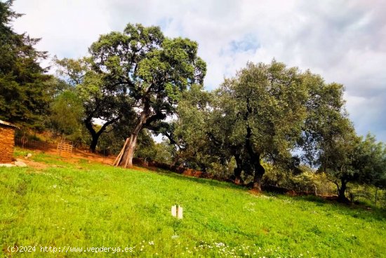 SE VENDE FINCA RÚSTICA EN VENTA EN LAS CEFIÑAS (AROCHE) ESPAÑA. - Aroche