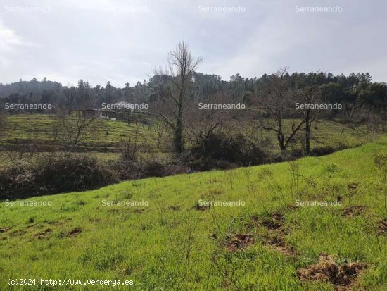 SE VENDE FINCA RÚSTICA EN VENTA EN LA NAVA (HUELVA) ESPAÑA. - Nava (La)